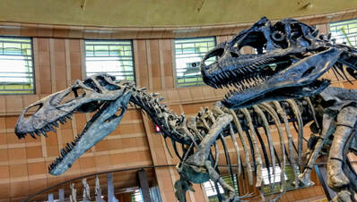 Picture of two dinosaur fossils in museum